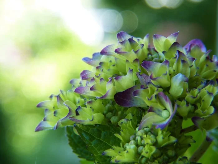 Hortentia groen blauw